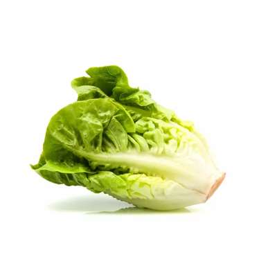 Salade sucrine BIO du Finistère Nord - Direct producteur, France