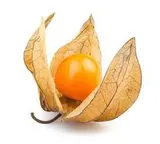 Physalis BIO (barquette de 100 g), Pérou