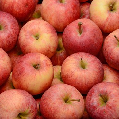 POMME  GALA SHT 1.5KG .