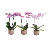 Phalaenopsis 2 tiges pot 12cm céramique rose or Pays-Bas
