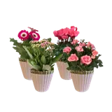 Mixte plante fleurie pot 12cm céramique rosâtre Pays-Bas
