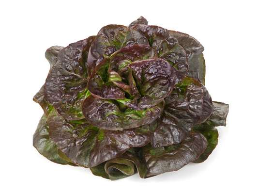 Salade rougette BIO, France