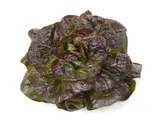 Salade rougette BIO, France