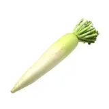 Radis long blanc Daïkon ou rétich (1.8 à 2.3 Kg) (très gros calibre), Allemagne