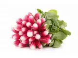 Radis rose botte BIO, France