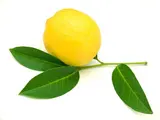 Citron jaune feuille (calibre moyen), Italie
