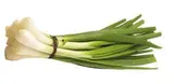 Oignon blanc en botte de Provence - Direct producteur (gros calibre), France